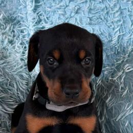 Boy 1 - Black and rust male Doberman Pinscher puppy in Centralia, Missouri from TopSpots Farm