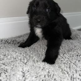 Australian Shepherd Puppies from Music City Aussies