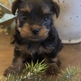 Yorkshire Terrier Puppies from MCM Acres