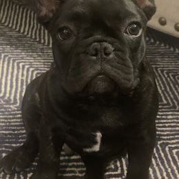 French Bulldog Puppies from Susan's Pups
