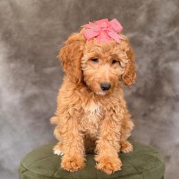 Mochi - Red  female Goldendoodle puppy in Sacramento, California from GoldenDoodle Love