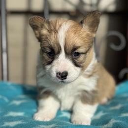 Billie - Sable female Pembroke Welsh Corgi puppy in Axtell, Nebraska from Lost Creek Corgis
