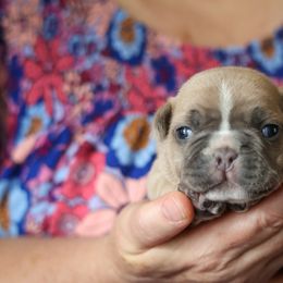 French Bulldog Puppies from BuschBabyBulldogs