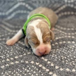 AKC Light Green Female - Tan and white female Beagle puppy in Shelley, Idaho from Idaho Beagles