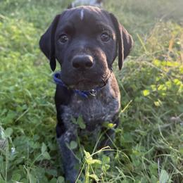 Hawthorne - Black roan male German Shorthaired Pointer puppy in Penn Valley, California from Finnan's Ranch German Shorthaired Pointers