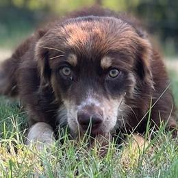 Miniature Australian Shepherds from Dickerson's Mini Aussies