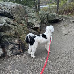 Sheepadoodle puppies from Smiley's Sheepadoodles