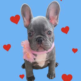 French Bulldogs from Alfia's French Bulldogs