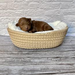 Nugget - Red  male Poodle puppy in Riverside, California from Red Toy Poodle World