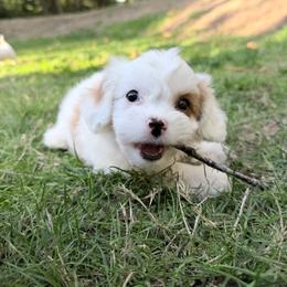 Grumpy - White male Cavapoo puppy in Bellevue, Washington from Sweetheart Doodles