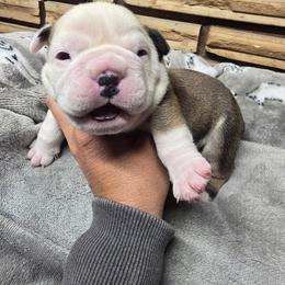 Green boy - Red brindle and white male Bulldog puppy in Laurel, Montana from Bull Mountain Bulldogs