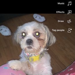 Teddy - Shih Tzu