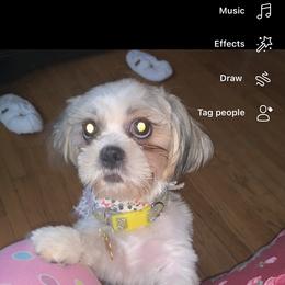 Teddy - Shih Tzu