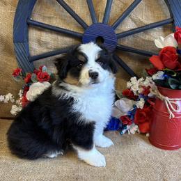 Black Tri Female - Black tri female Miniature American Shepherd puppy in Cowlitz County, Washington from Pleasant Woods Miniature American Shepherds