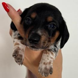 Max- black and tan piebald AKC - Black and tan male Dachshund puppy in North Branch, Michigan from Monarch Miniature Dachshunds
