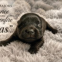 Sea Majors Silence Before Dragonfire - Black female Belgian Sheepdog puppy in Virginia Beach, Virginia from Sea Major Belgians