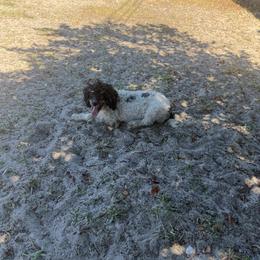 Opal genetically CLEARED - Parti female Poodle puppy in Holiday, Florida from In the Name of Fluff