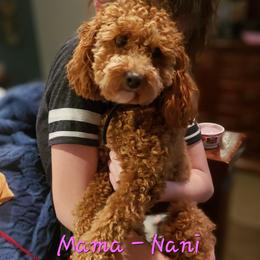 Cavapoo Puppies from North Ranch Doodles