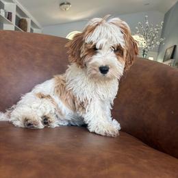 Patches - Parti female Goldendoodle puppy in Brooksville, Florida from Abby’s Standard Goldendoodles