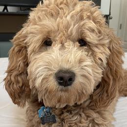 Goldendoodles from Wasatch Back Goldendoodles