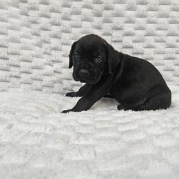 Hot pink - Black female Cane Corso puppy in Fritch, Texas from Carrie Brown's Cane Corsos