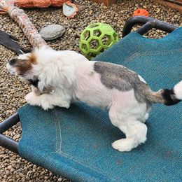 Chinese Crested Puppies from Zion"s Chinese Cresteds