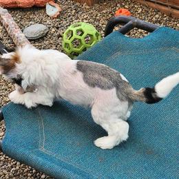 Chinese Crested Puppies from Zion"s Chinese Cresteds