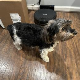 Sevyn - Yorkshire Terrier