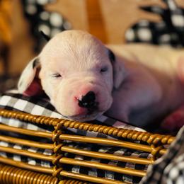 Male picking spot 1 (out of 3 males) - White and black male Dalmatian puppy in Hawkins, Texas from Snow Dalmatians