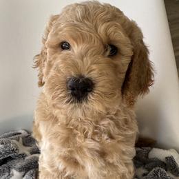 Cobain - Apricot male Goldendoodle puppy in Gilbert, Arizona from DogHouse Doodles