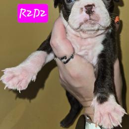 R2D2 - Red female Boston Terrier puppy in Omaha, Illinois from Puppi Guppies