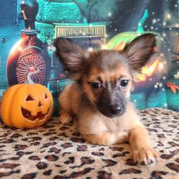 Gizmo - Chocolate sabled fawn male Chihuahua puppy in Mesa, Arizona from Sun Valley Chihuahuas & Malinois