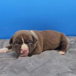 Chocolate Female 1 - Chocolate tri-color female American Bully puppy in Lexington, Kentucky from Deuce's Den