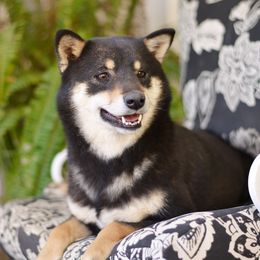 Shika - Shiba Inu