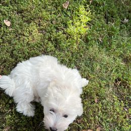 Coton de Tulear Puppies from Smoky Mountains Cotons