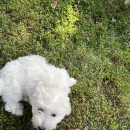 Coton de Tulear Puppies from Smoky Mountains Cotons