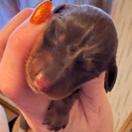 Molly - Chocolate and tan female Dachshund puppy in Roanoke, Alabama from Windsor’s Miniature Dachshunds