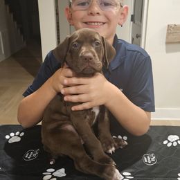 German Shorthaired Pointer Puppies from Bear Creek Pointers