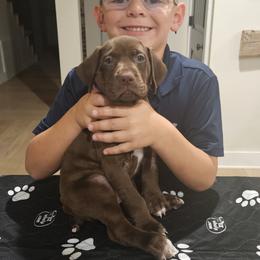 German Shorthaired Pointer Puppies from Bear Creek Pointers