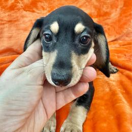 Hot Pepper - Black and cream female Dachshund puppy in Memphis, Tennessee from River City Doxies