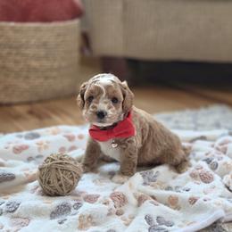 F1B Meet Prescott :) - Blenheim male Cavapoo puppy in Centerville, Iowa from Barnyard Dachshunds, Dals & Doodles