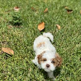 Cavapoo and Shihpoo Puppies from Haus of Doodles