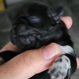 DANU - Black Shih Tzu puppy in Phoenix, Arizona from AZSHIHTZCREW
