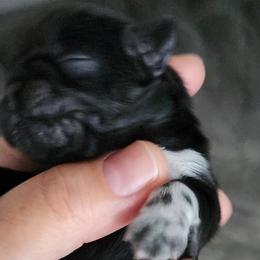 DANU - Black Shih Tzu puppy in Phoenix, Arizona from AZSHIHTZCREW