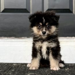Jackie - Black female Finnish Lapphund puppy in Cincinnati, Ohio from Timberwood Paws