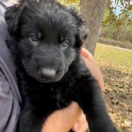 Blue collar girl - Black female German Shepherd puppy in Lake City, Florida from Saylor Shepherds