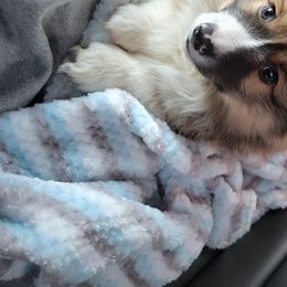 Pembroke Welsh Corgis from Lindsey Martin