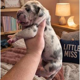 Sparkle - Harlequin female Great Dane puppy in Port Clinton, Ohio from LakeSide Danes