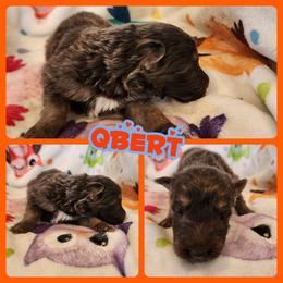 Qbert - Blue male German Shepherd puppy in Los Lunas, New Mexico from Mali's German Shepherds LLC