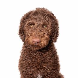 Choco latte - Chocolate male Goldendoodle puppy in Arlington, Texas from Chambers Doodle Patch